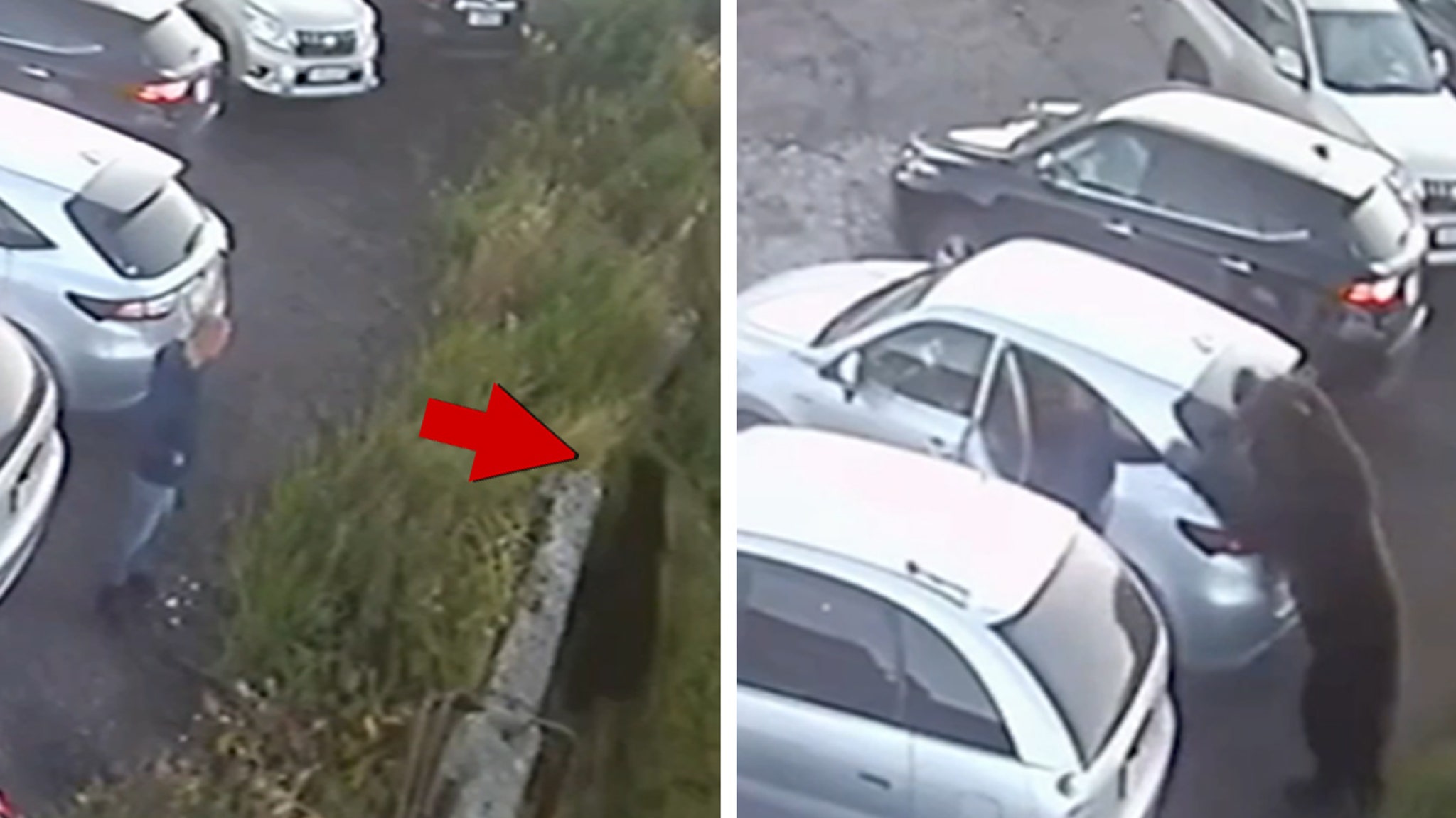 Man Narrowly Escapes Scary Bear Attack in Russia, on Video