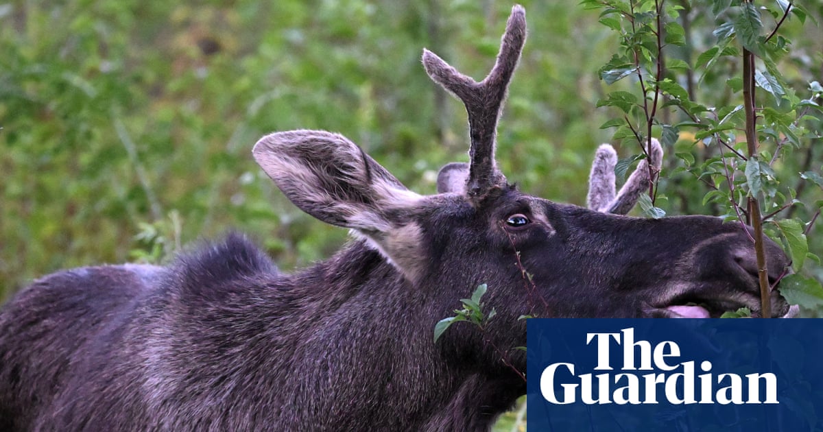 Austrian authorities capture chaos-causing ‘problem moose’ | Austria