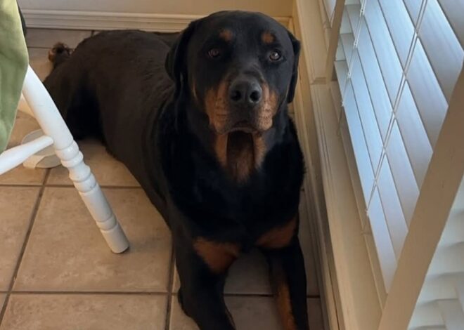 Border Agent Allegedly Shot, Killed Pet Dog During Migrant Sweep at Texas Home