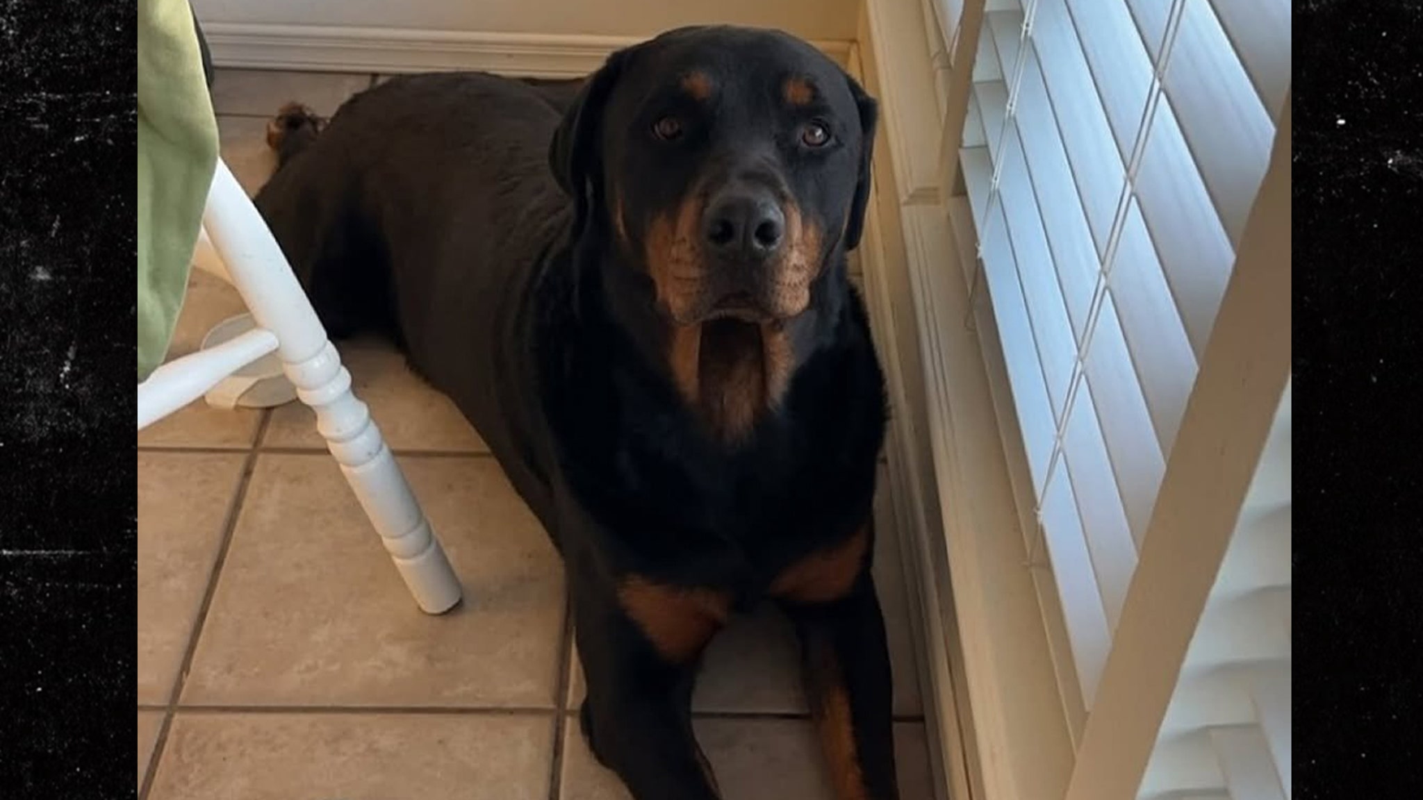 Border Agent Allegedly Shot, Killed Pet Dog During Migrant Sweep at Texas Home