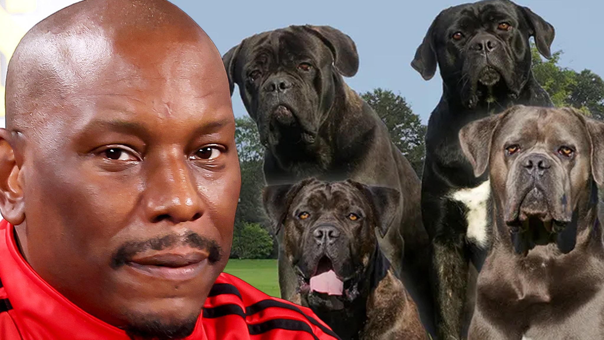 Cops Don’t Know Where His Killer Dogs Are