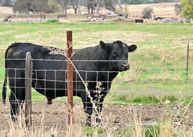 14 Republican lawmakers oppose Trump beef import plan over farmer concerns