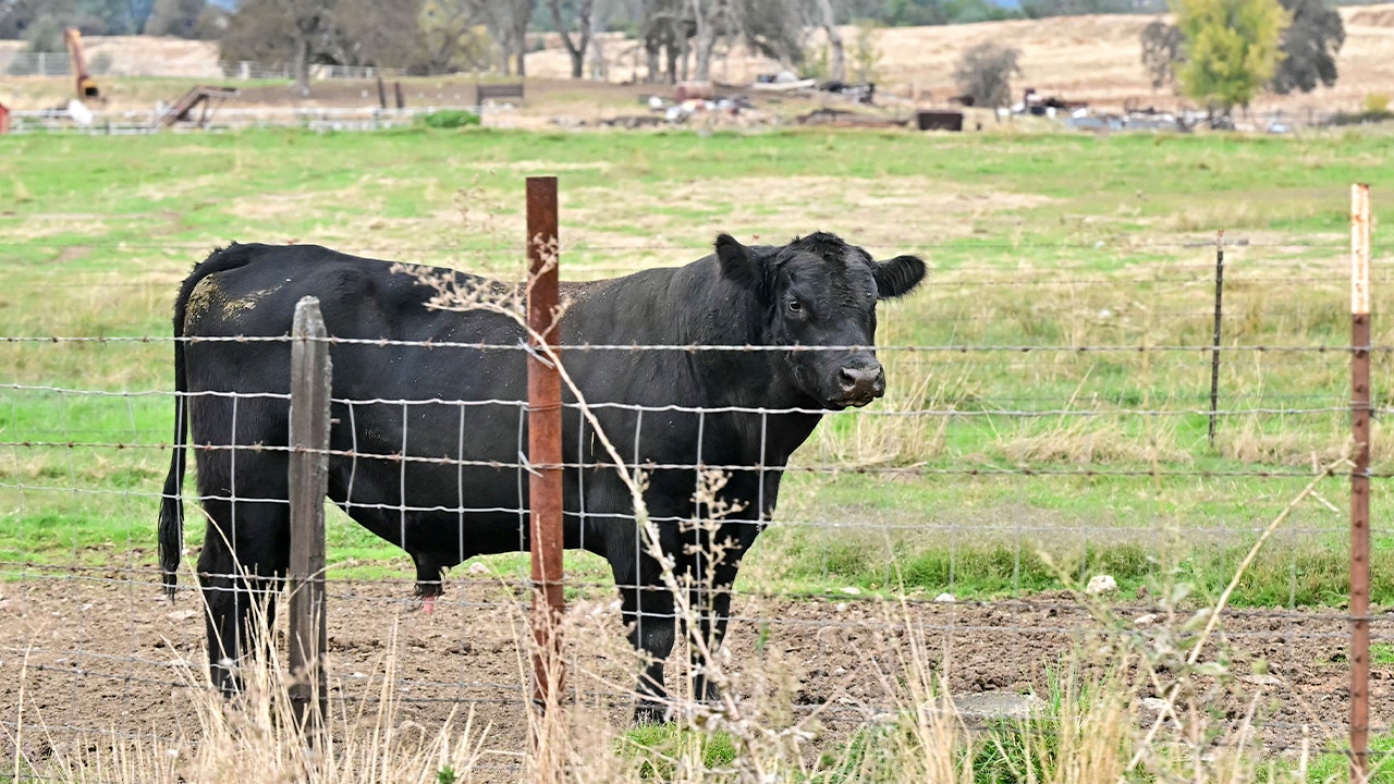 14 Republican lawmakers oppose Trump beef import plan over farmer concerns