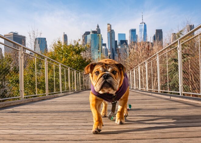 October Dogs Of The Dow Flash One Ideal ‘Safer’ Dividend Buy