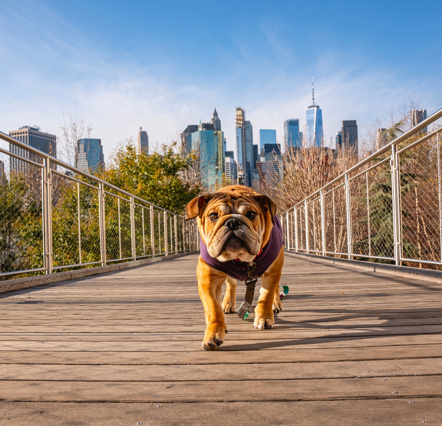 October Dogs Of The Dow Flash One Ideal ‘Safer’ Dividend Buy