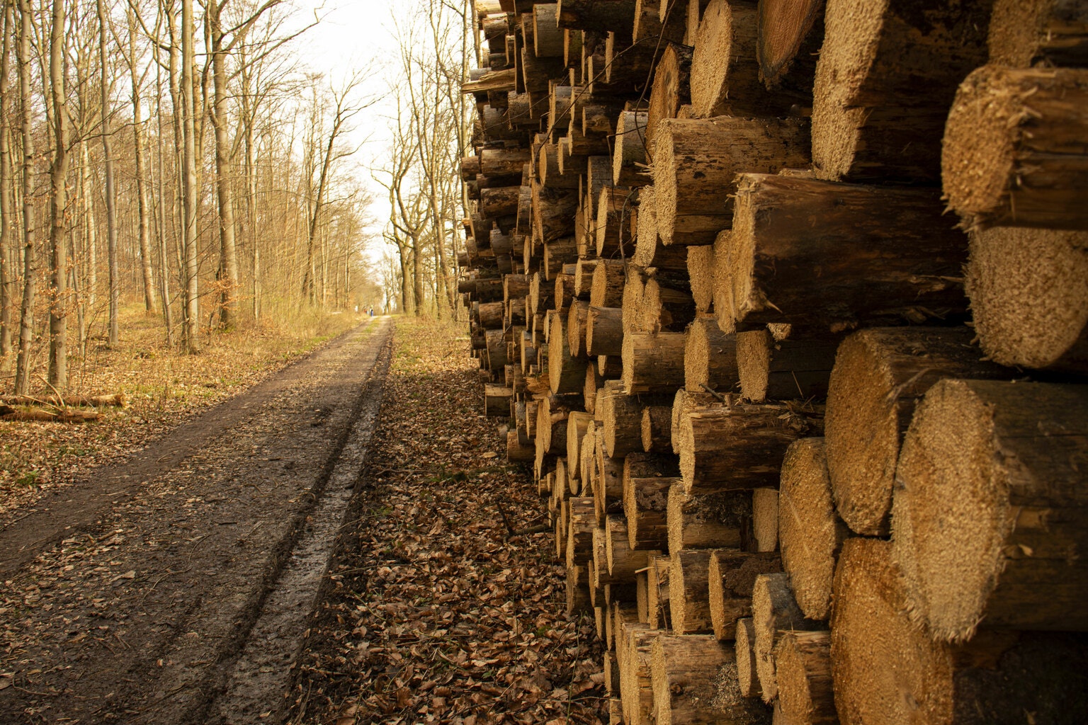 Clearwater Paper: Reiterating Buy Despite A Soft Q3 Guide