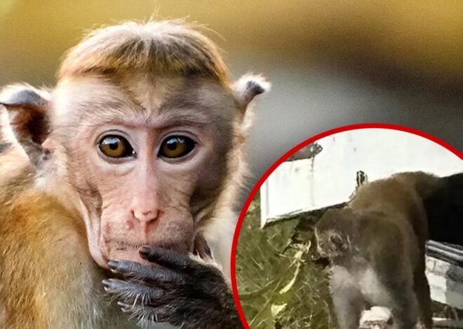 Escaped Monkey in Mississippi Killed By Frightened Mother