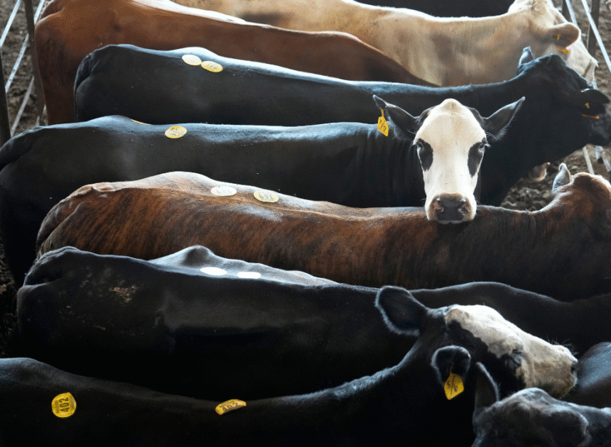 Americans keep buying beef despite record-high prices at grocery stores