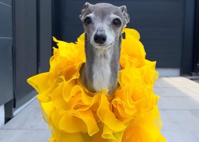 Celebrity Dog Tika the Iggy Dead at 14