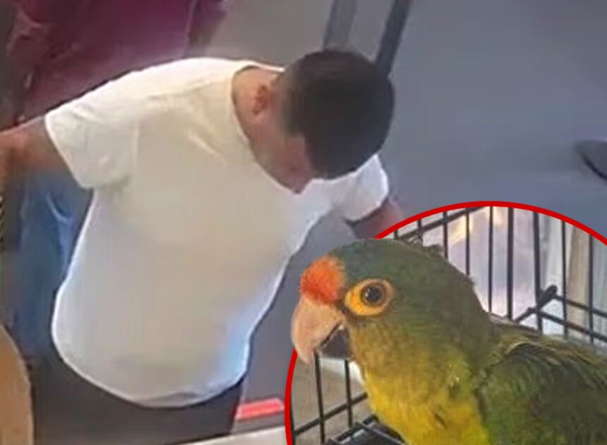 Man With Big Bulge Busted at Border With Endangered Birds in His Pants