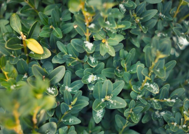 BUXX: Continues To Deliver (NYSE:BUXX)