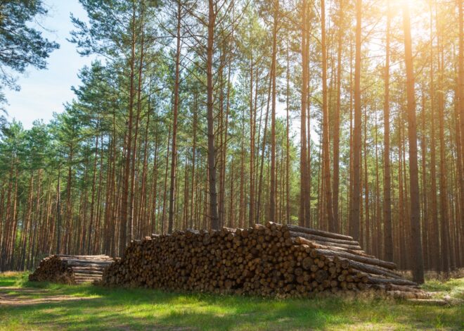 Rayonier: Crown-Jewel Assets Within The Forest Industry (NYSE:RYN)