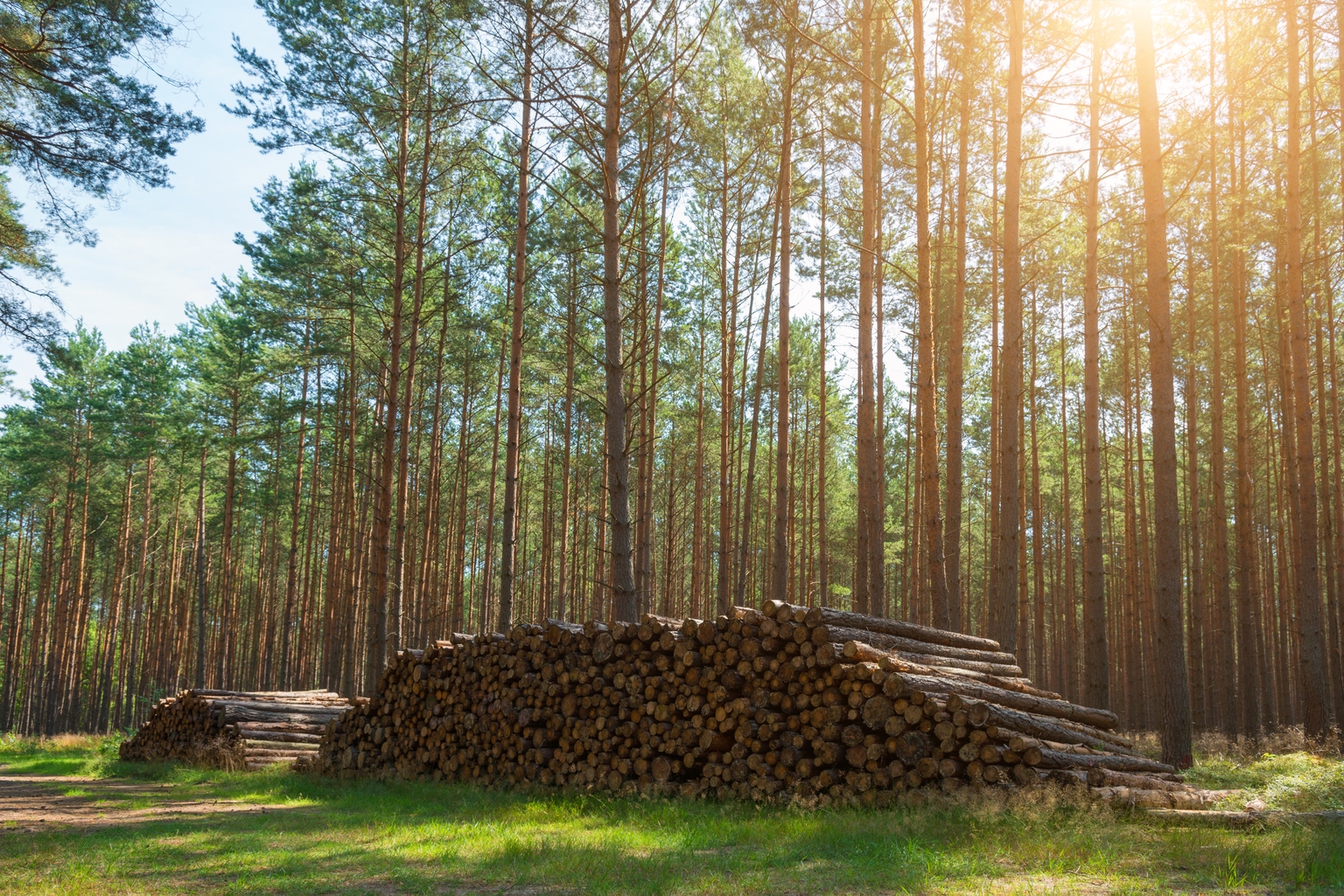 Rayonier: Crown-Jewel Assets Within The Forest Industry (NYSE:RYN)